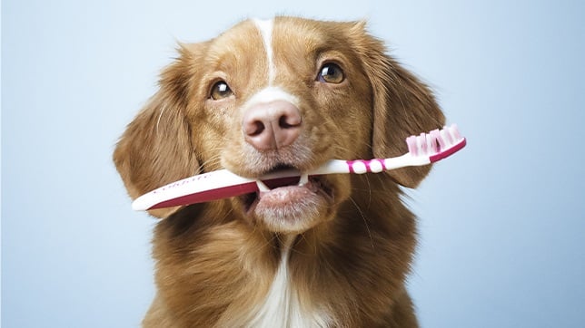 Dental Essentials for Dogs