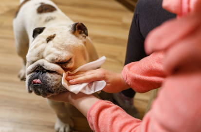 Pawfect Wipes