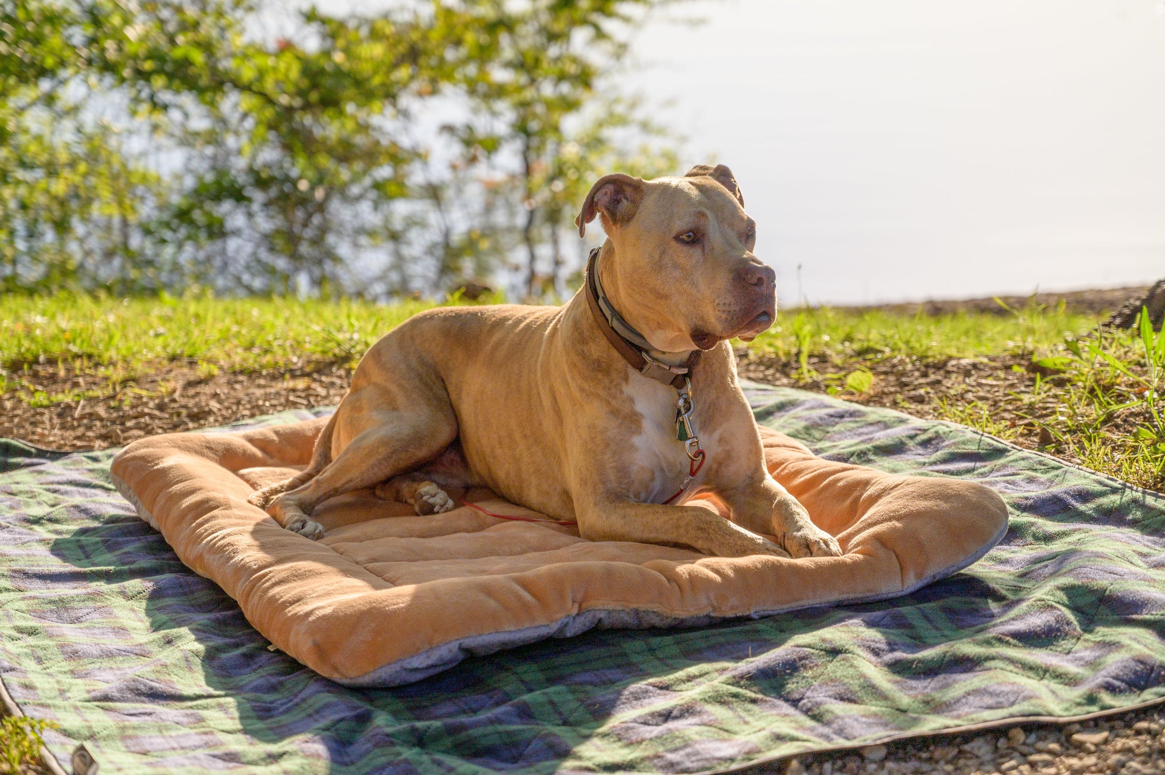 Soft & Warm Pet Gear