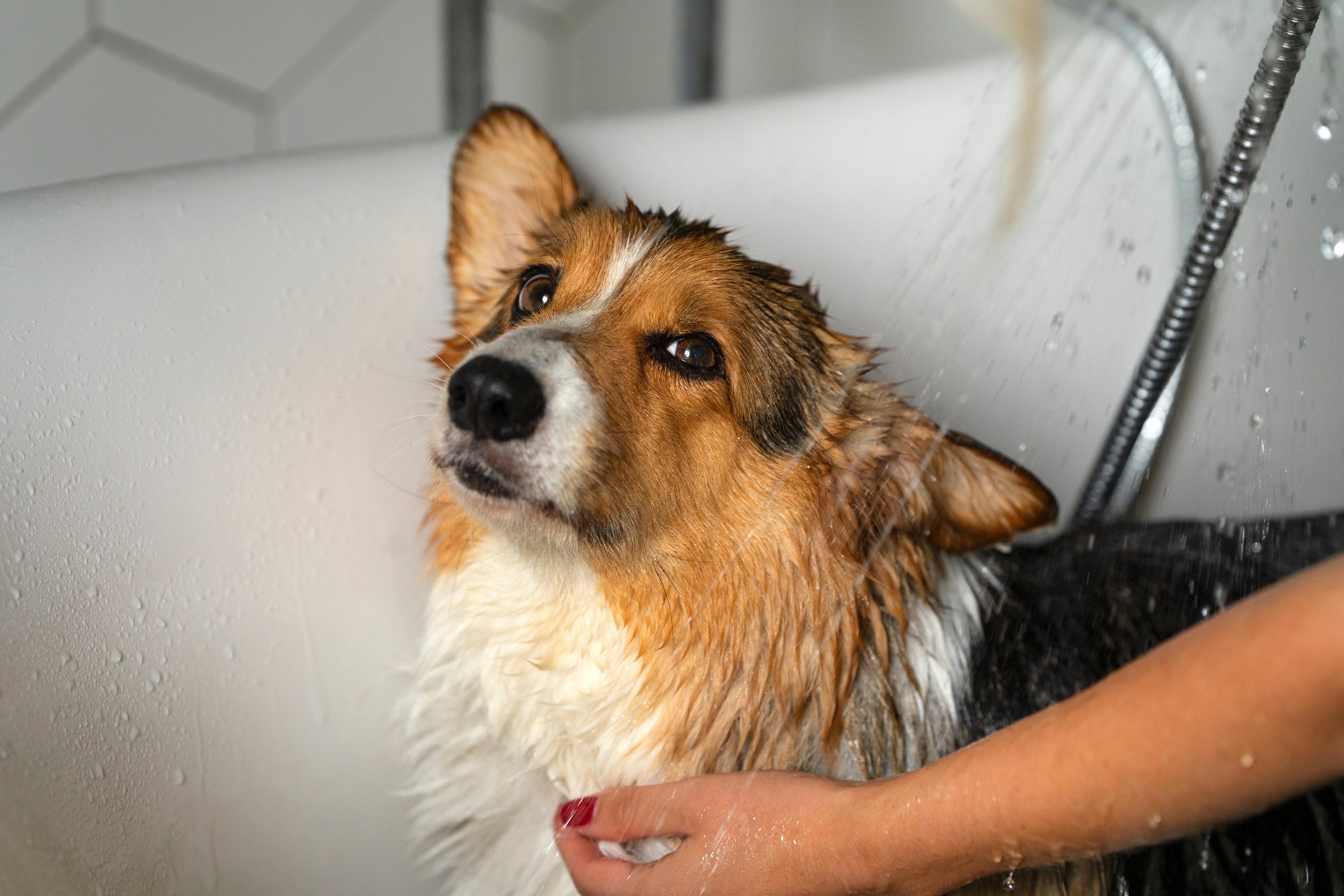 Pet Wash Accessories